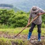 Farm Foreman Jobs in Dubai