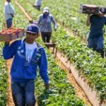 Farm Worker Jobs in Dubai