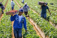 Farm Worker Jobs in Dubai 