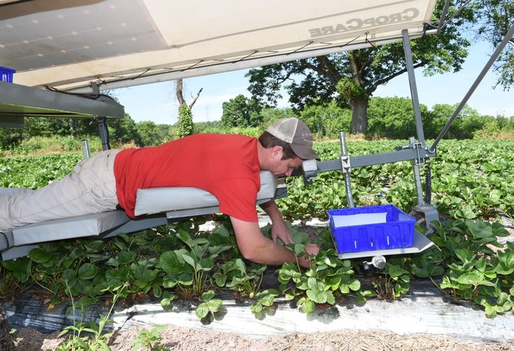 Farm Assistant Jobs in Auckland 