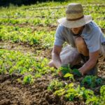 Farm Foreman Jobs in Dubai