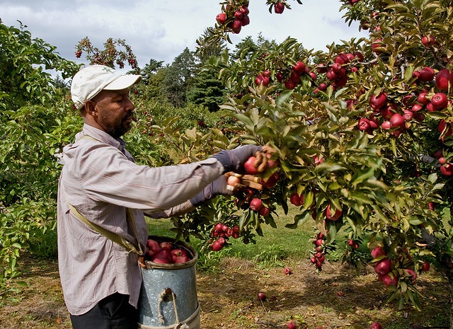 Farm Foreman Jobs in Dubai 