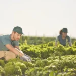 Farm Assistant Job in New Zealand