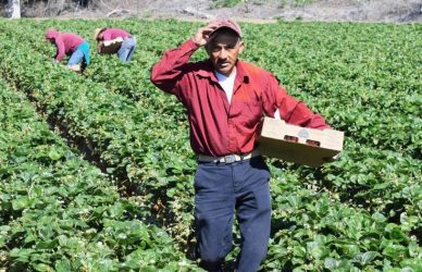 Farm Worker Job in Canada